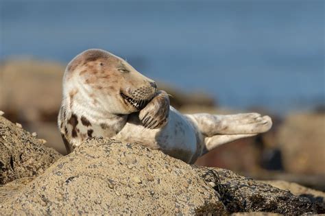 23 of the Funniest Finalists in the 2021 Comedy Wildlife Photo Awards ...