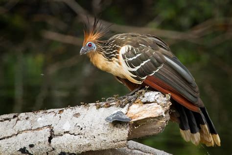 Hoatzin Facts, Habitat, Diet, Adaptations, Pictures