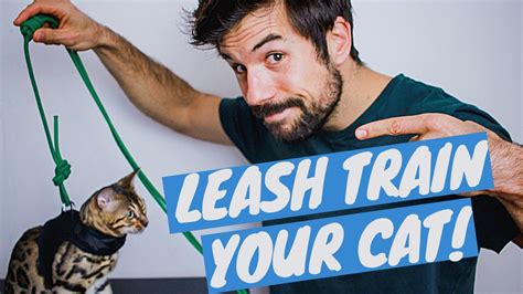 TRAIN YOUR CAT TO WALK ON A LEASH Using Positive Reinforcement - TUTORIAL - YouTube