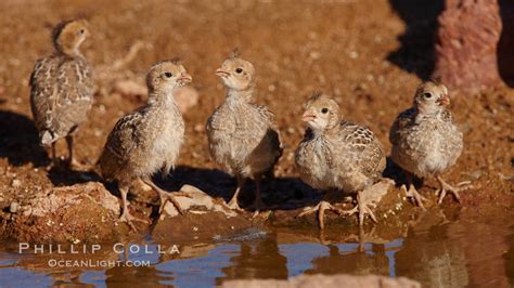 Gambel's quail, chicks, Callipepla gambelii photo, Amado, Arizona