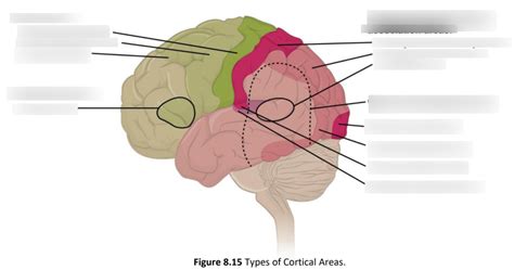 Cortical Areas Diagram | Quizlet