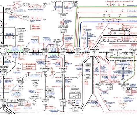 1: Parts of the metabolic pathways poster | Download Scientific Diagram