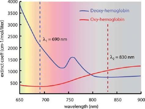 Absorption spectrum of oxyhemoglobin (HbO) and deoxyhemoglobin (Hb)... | Download Scientific Diagram