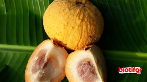 Manfaat Buah Kecapi: Kesehatan Optimal dari Alam Indonesia - Biotifor