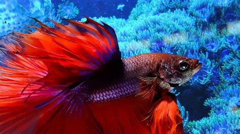 Red Betta Fish Care Guide - Your Aquarium Place