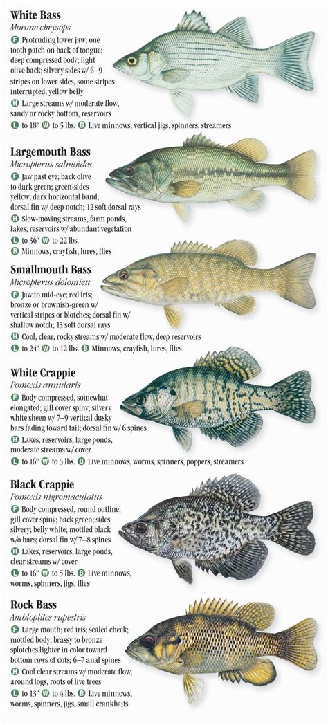 Freshwater Fishes of Wisconsin – Quick Reference Publishing Retail