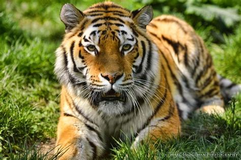 26 Spectacular Pictures Of Siberian Tigers In Their Natural Habitat