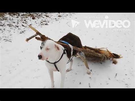 The History of the Dog Travois - YouTube