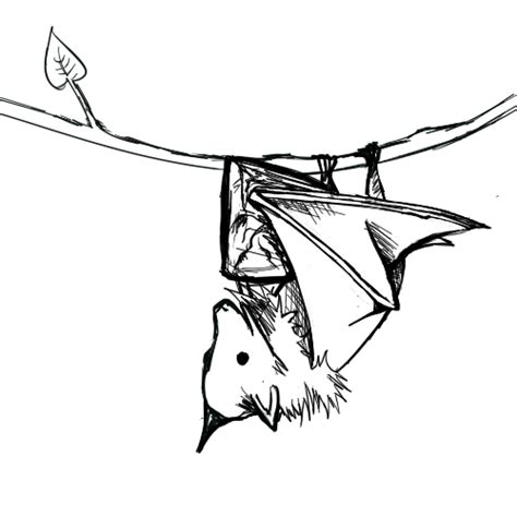 Hanging Bat Drawing | Free download on ClipArtMag