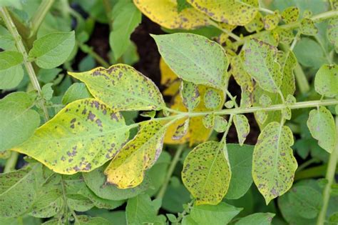 Potato Blight Causes, Identification & Treatment | UpGardener