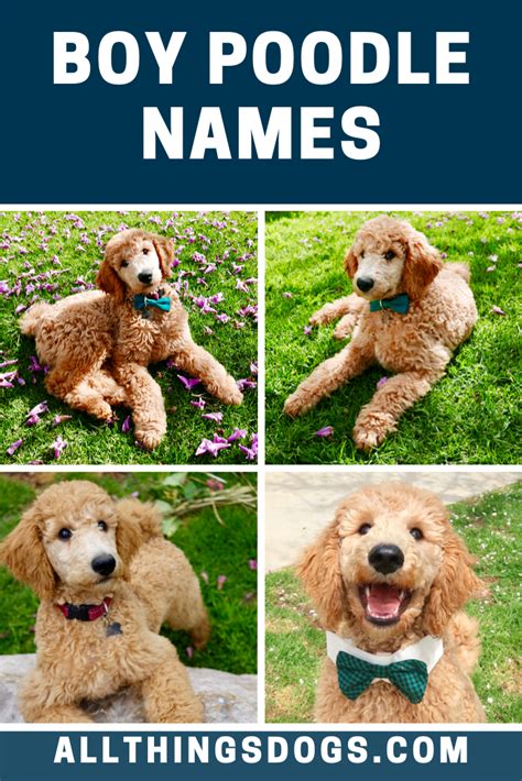 Boy Poodle Names | Boy dog names, Australian labradoodle, Labradoodle