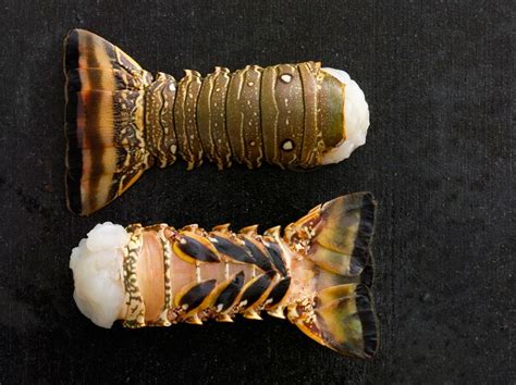 Madison Seafood | Brazil Warm Water Lobster tails 4 oz. (Frozen) (approx. 40 tails)