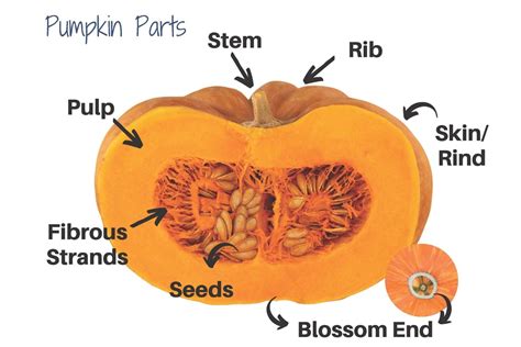 Perfect Pumpkin Activities for Kids – Mommas Sonder | Kids Sonder Agriculture Unboxed