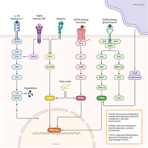 Mechanism Of Action Pioglitazone - My Endo Consult