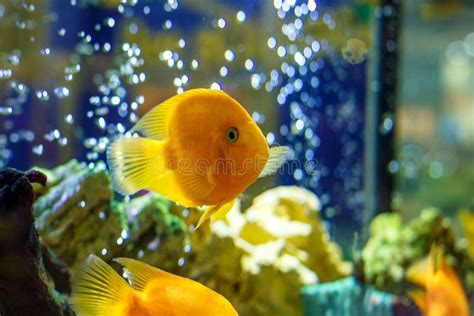 Yellow Fish in the Aquarium Stock Photo - Image of couple, diving: 114872524