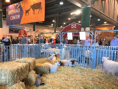 Houston Livestock Show and Rodeo –a family tradition | DesignDestinations