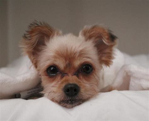 Is the Shih Tzu Yorkie Mix the Right Dog For You? - K9 Web