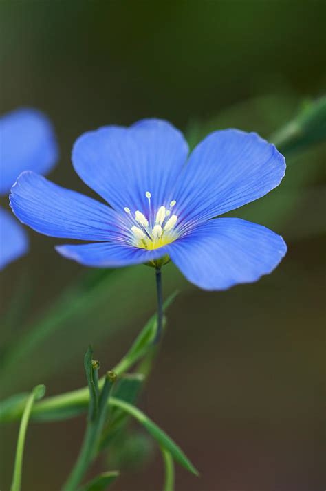 Blue Flax Flower Photograph by Byron Jorjorian