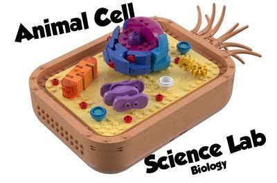 Lego Plant Cell | Animal cell, Cell model project, Animal cell project