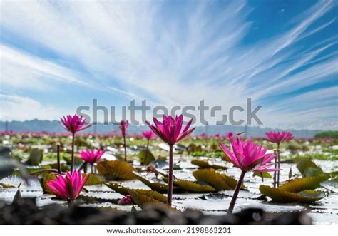 Malarikkal Tourism Kerala Kottayam Kerala Tourism Stock Photo 2198863231 | Shutterstock