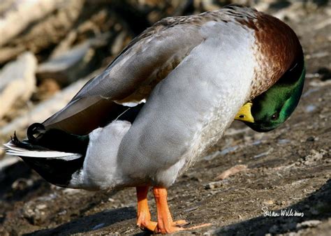 The Colors of a Mallard Duck | Smithsonian Photo Contest | Smithsonian ...