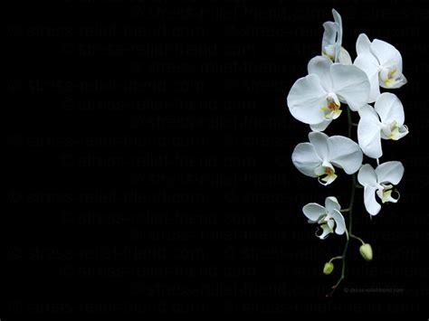 Orchid Wallpaper