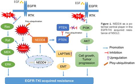 Figure 1 from The E3 ubiquitin ligase NEDD4 mediates EGFR-TKI acquired ...