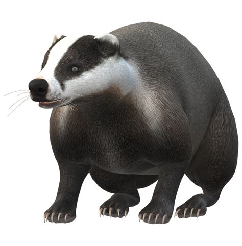 Badger isolated on a Transparent Background 23556633 PNG