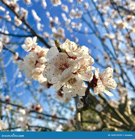 Apricot Tree Flowers Blooming in Early Spring Stock Photo - Image of ...