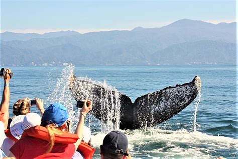 Whale Watching Puerto Vallarta | Whale Watchers Vallarta