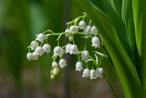 Pruning Pieris – Lily Of The Valley Bush – When & How To Prune | Garden Yard