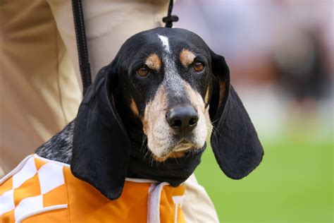 2023 Alabama Football Early Opponent Preview | Game 8: Tennessee - Sports Illustrated Alabama ...