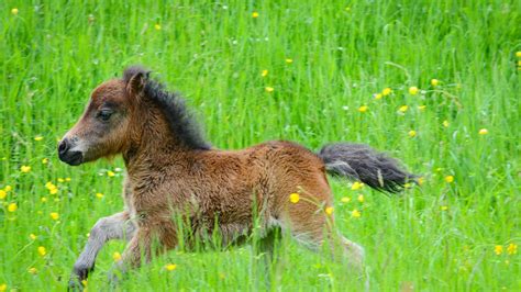 Teacup Miniature Horse Pictures - AZ Animals