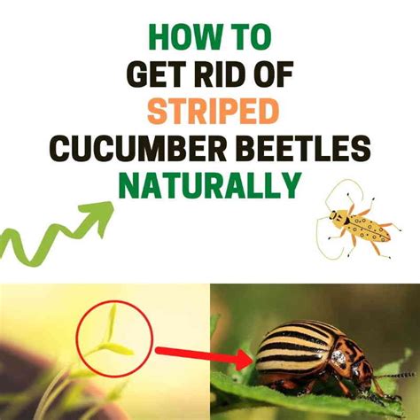 Striped Cucumber Beetle