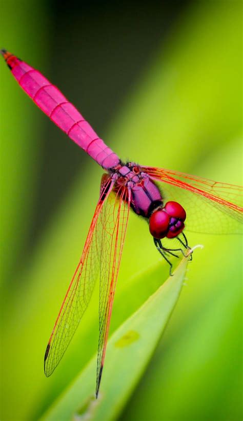 Picture of a red dragonfly - About Wild Animals