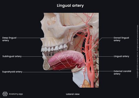 Lingual artery | Encyclopedia | Anatomy.app | Learn anatomy | 3D models, articles, and quizzes