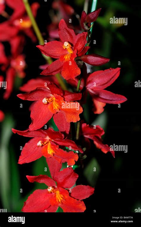 Orchid Flowers. Red Oncidium Stock Photo - Alamy