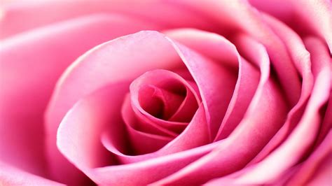 846 Hd Wallpapers Pink Rose - MyWeb