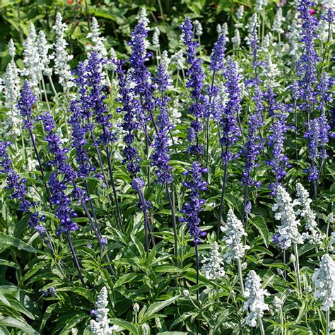 Salvia Farinacea Blue Victory 25 Seeds Annual/perennial - Etsy