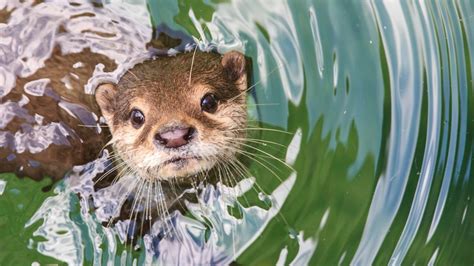 Des bébés loutres sont nées dans le Quai du Wault à Lille | Le Bonbon