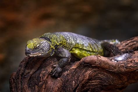 Top 10 Types of Uromastyx Species, Morphs & Colors - More Reptiles