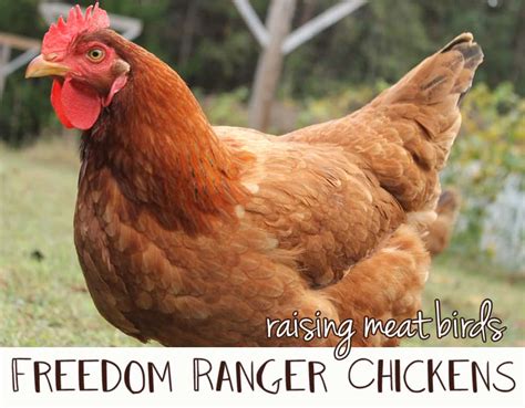 Raising Freedom Ranger Chickens For Meat • New Life On A Homestead