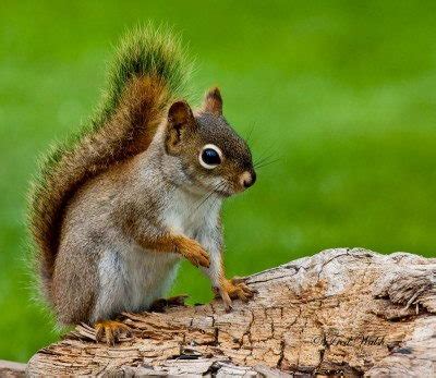 Red Squirrel Facts | Red Squirrel Habitat & Diet