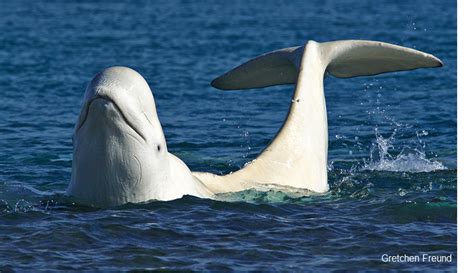 Beluga Whales Pictures