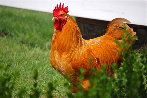 Buff Orpington rooster" Mr. Darcy" | Beautiful chickens, Pet chickens, Buff orpington chickens