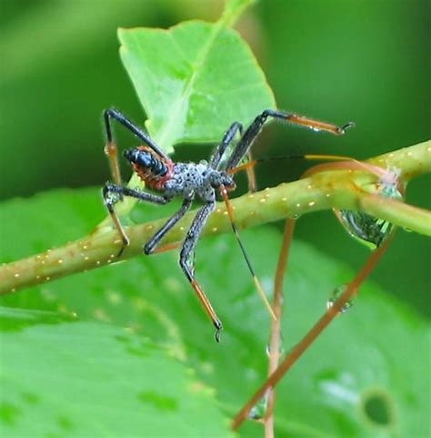 Wheel Bug nymph - Arilus cristatus - BugGuide.Net | Nymph, Bugs, Arthropods