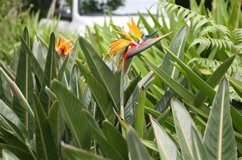 Strelitzia reginae (Bird of Paradise, Bird of Paradise Flower, Bird-of ...