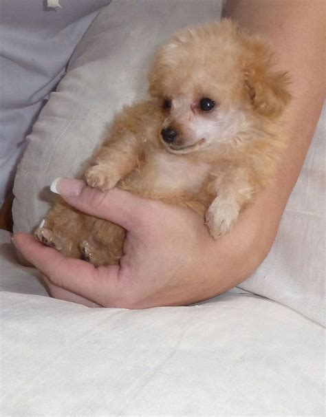 ACCUEIL / HOME | | Teacup poodle full grown, Tea cup poodle, Teacup ...