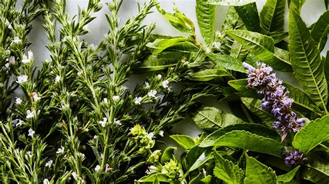 13 Fresh Herbs and How to Use Them | Epicurious