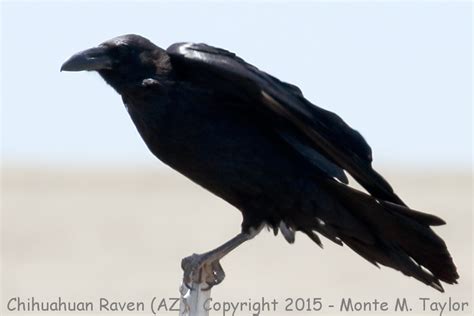 Chihuahuan Raven